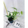 EPIPREMNUM CEBU BLUE