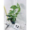 EPIPREMNUM CEBU BLUE