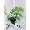 EPIPREMNUM CEBU BLUE