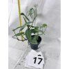 EPIPREMNUM CEBU BLUE