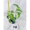 EPIPREMNUM CEBU BLUE