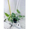 EPIPREMNUM CEBU BLUE