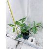 EPIPREMNUM CEBU BLUE