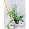 EPIPREMNUM CEBU BLUE