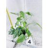 EPIPREMNUM CEBU BLUE