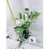 EPIPREMNUM CEBU BLUE