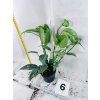 EPIPREMNUM CEBU BLUE