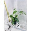 EPIPREMNUM CEBU BLUE