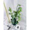 EPIPREMNUM CEBU BLUE