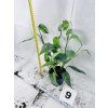EPIPREMNUM CEBU BLUE