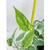 EPIPREMNUM CEBU BLUE