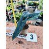 ALOCASIA SCALPRUM