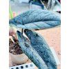 ALOCASIA SCALPRUM