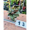CALATHEA MAKOYANA