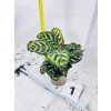 CALATHEA MAKOYANA