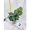 CALATHEA MAKOYANA