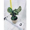 CALATHEA MAKOYANA