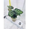 CALATHEA MAKOYANA