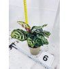CALATHEA MAKOYANA