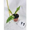 PHILODENDRON RING OF FIRE