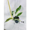 PHILODENDRON RING OF FIRE
