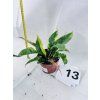 PHILODENDRON RING OF FIRE