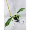 PHILODENDRON RING OF FIRE
