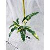 PHILODENDRON RING OF FIRE