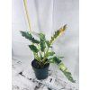 PHILODENDRON RING OF FIRE