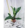PHILODENDRON RING OF FIRE
