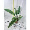 PHILODENDRON RING OF FIRE