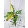PHILODENDRON RING OF FIRE