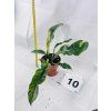 PHILODENDRON RING OF FIRE