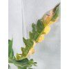 PHILODENDRON RING OF FIRE