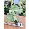 MONSTERA THAI CONSTELLATION