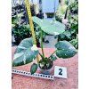 MONSTERA THAI CONSTELLATION