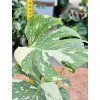 MONSTERA THAI CONSTELLATION