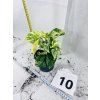 EPIPREMNUM PINNATUM MARBLE QUEEN
