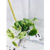 EPIPREMNUM PINNATUM MARBLE QUEEN