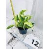 EPIPREMNUM PINNATUM MARBLE QUEEN