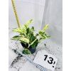 EPIPREMNUM PINNATUM MARBLE QUEEN