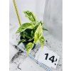 EPIPREMNUM PINNATUM MARBLE QUEEN