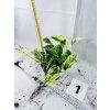 EPIPREMNUM PINNATUM MARBLE QUEEN
