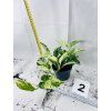 EPIPREMNUM PINNATUM MARBLE QUEEN
