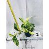 EPIPREMNUM PINNATUM MARBLE QUEEN