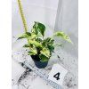 EPIPREMNUM PINNATUM MARBLE QUEEN