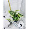 EPIPREMNUM PINNATUM MARBLE QUEEN