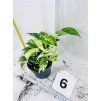 EPIPREMNUM PINNATUM MARBLE QUEEN