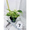 EPIPREMNUM PINNATUM MARBLE QUEEN