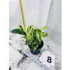EPIPREMNUM PINNATUM MARBLE QUEEN